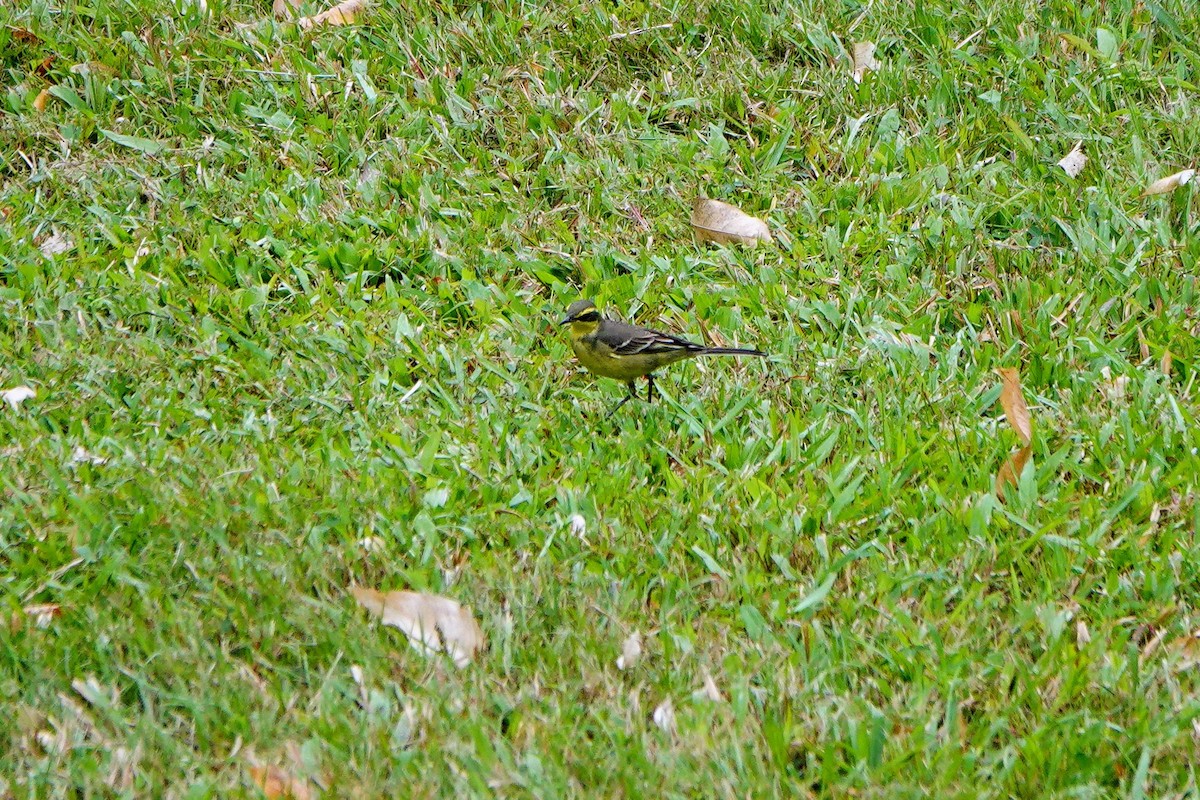 Bergeronnette de Béringie - ML646960949