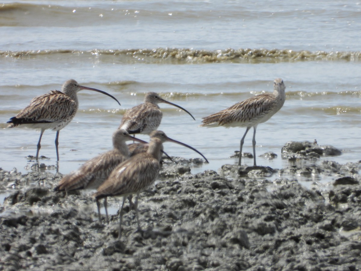 Kurlinta handia - ML646960950