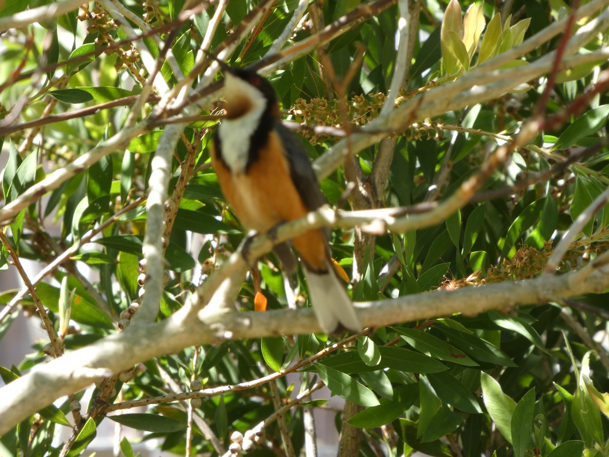 Eastern Spinebill - ML646960962