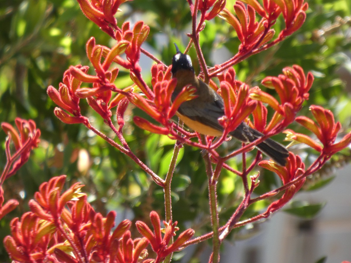 Eastern Spinebill - ML646960963