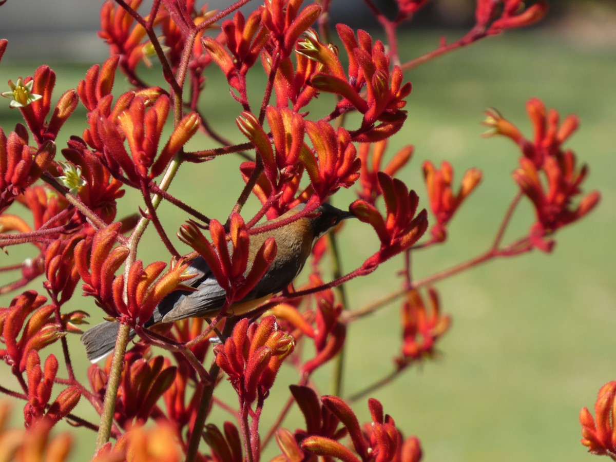 Eastern Spinebill - ML646960964