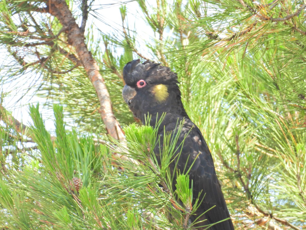 Cacatoès funèbre - ML646960965