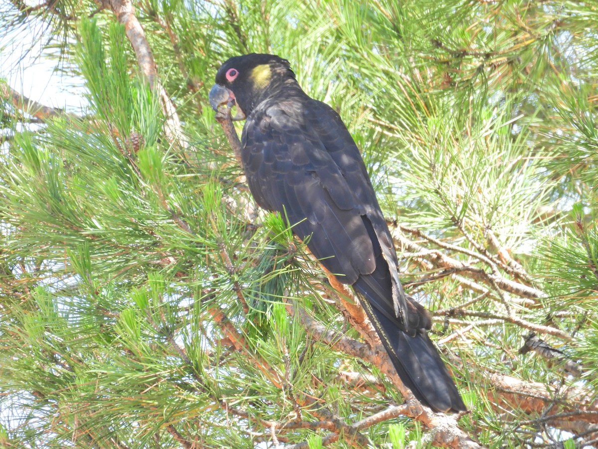 Cacatoès funèbre - ML646960966