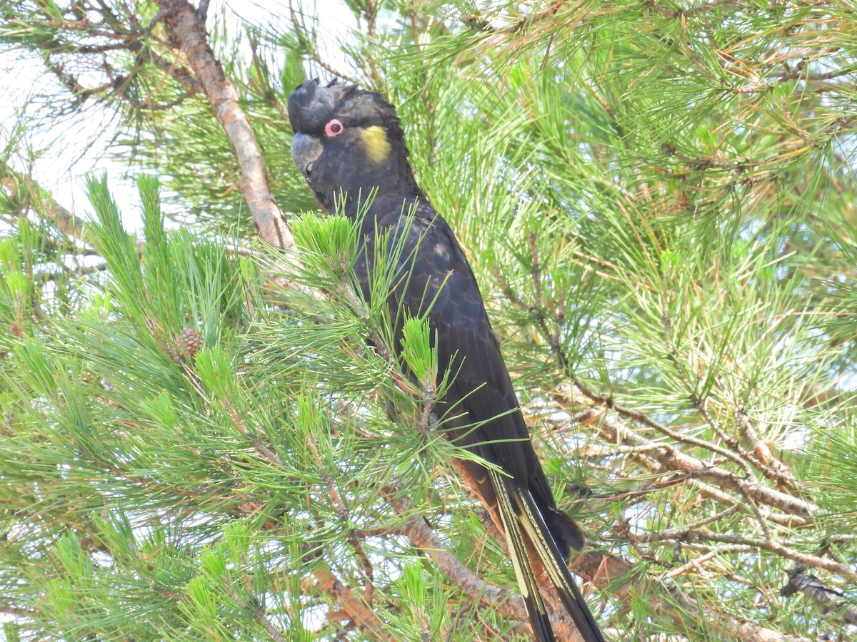 Cacatoès funèbre - ML646960967