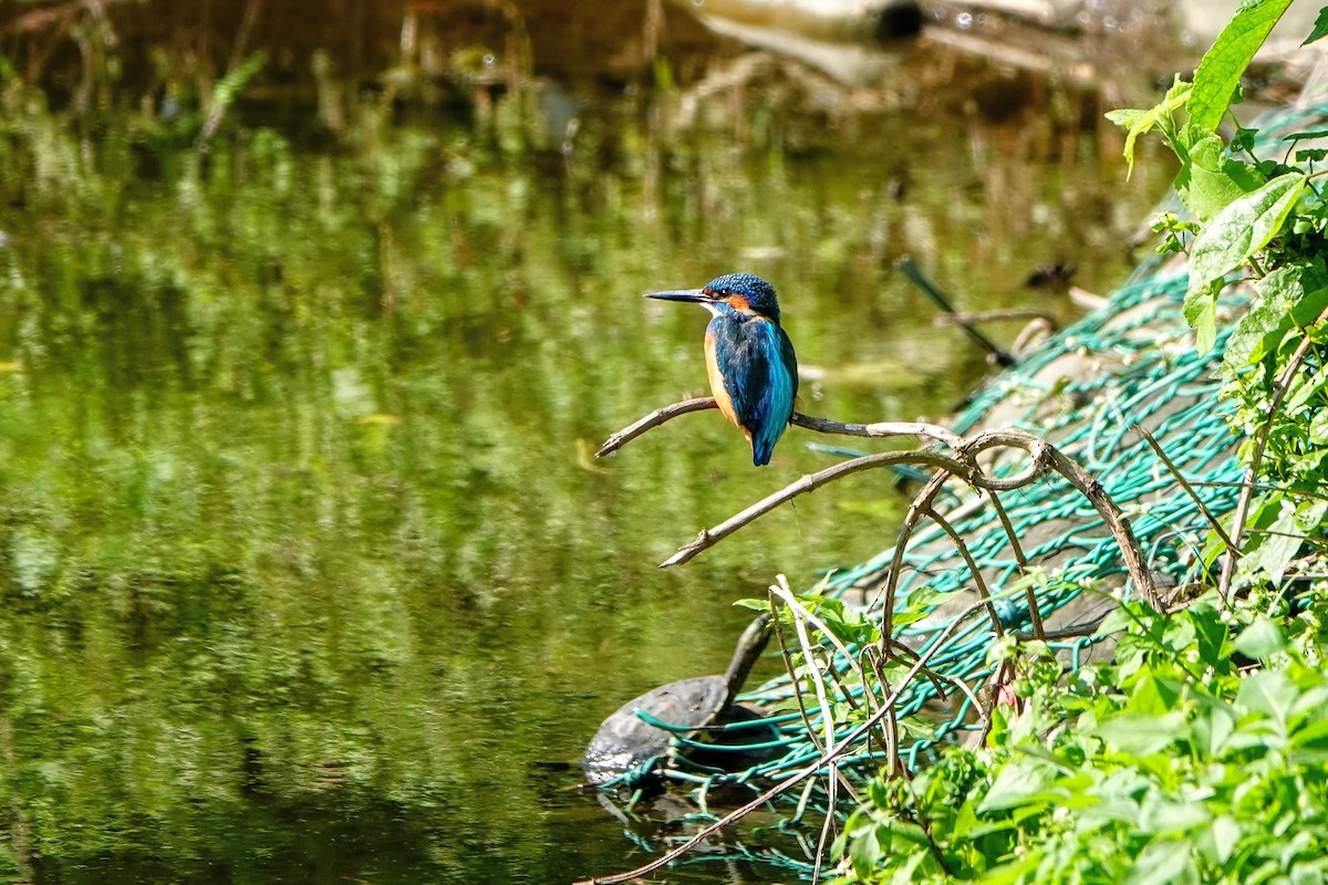Martin-pêcheur d'Europe - ML646960969