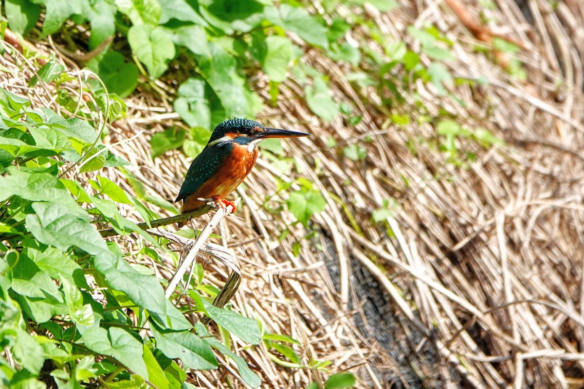 Martin-pêcheur d'Europe - ML646960970