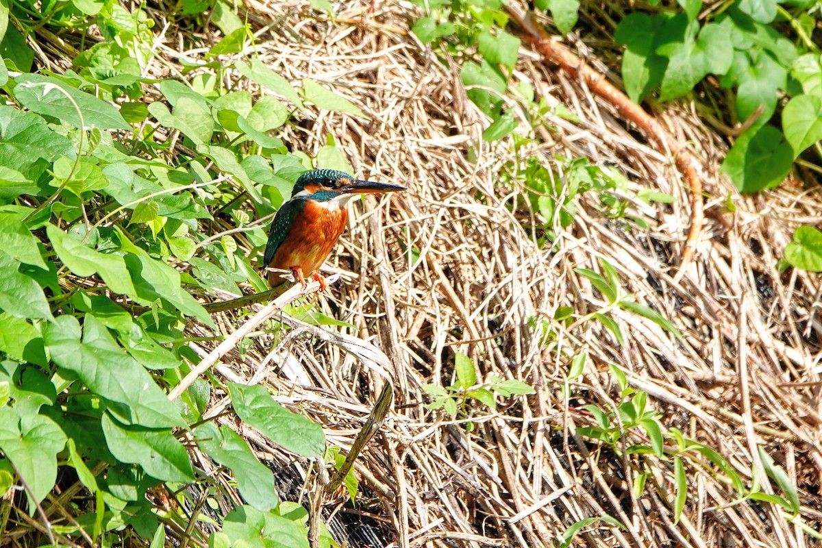 Martin-pêcheur d'Europe - ML646960971