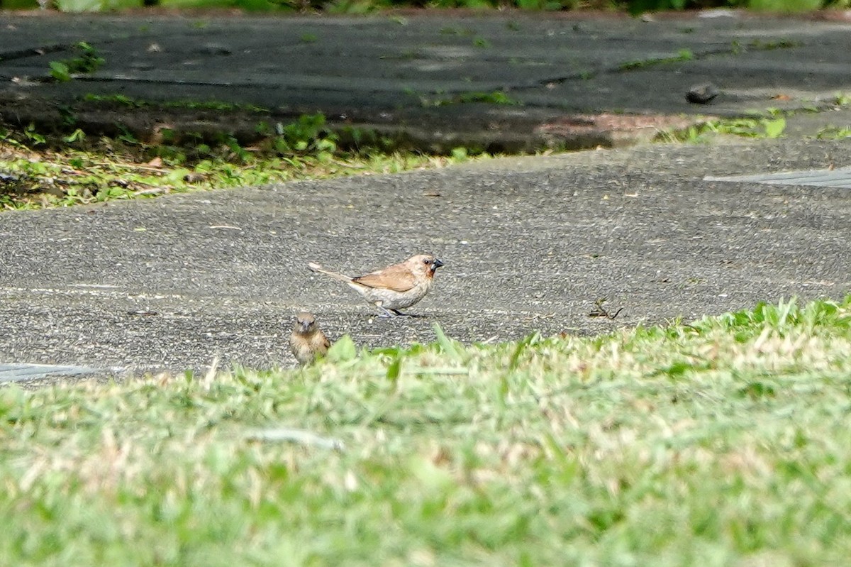 Capucin damier - ML646960972