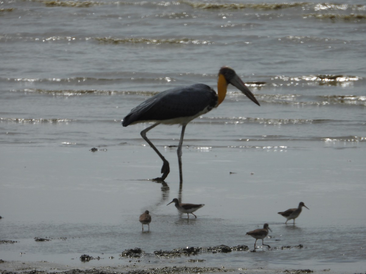 Marabu lepahoria - ML646960973