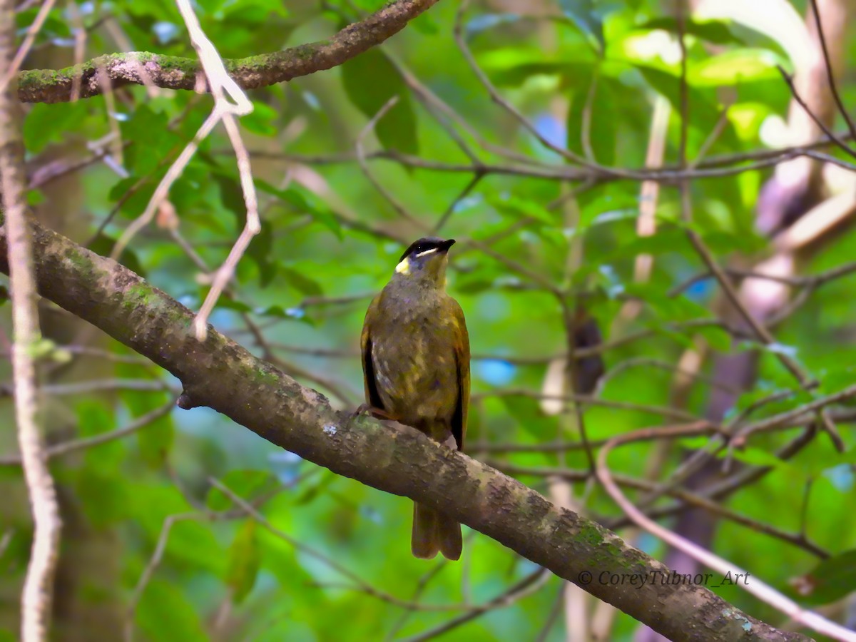 Méliphage de Lewin - ML646960976