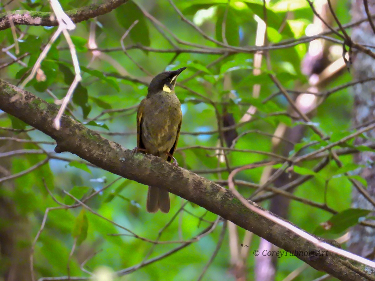 Méliphage de Lewin - ML646960977