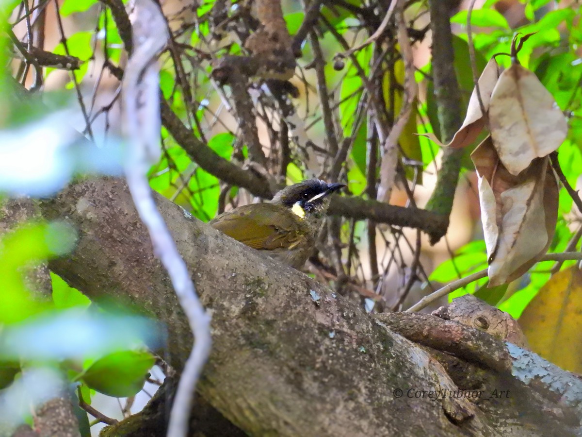 Méliphage de Lewin - ML646960978