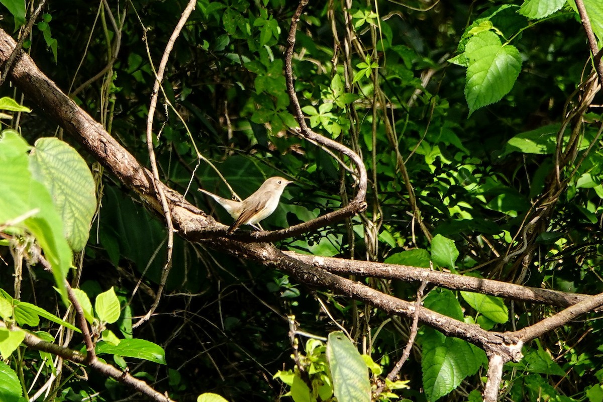 Gobemouche nain - ML646960985