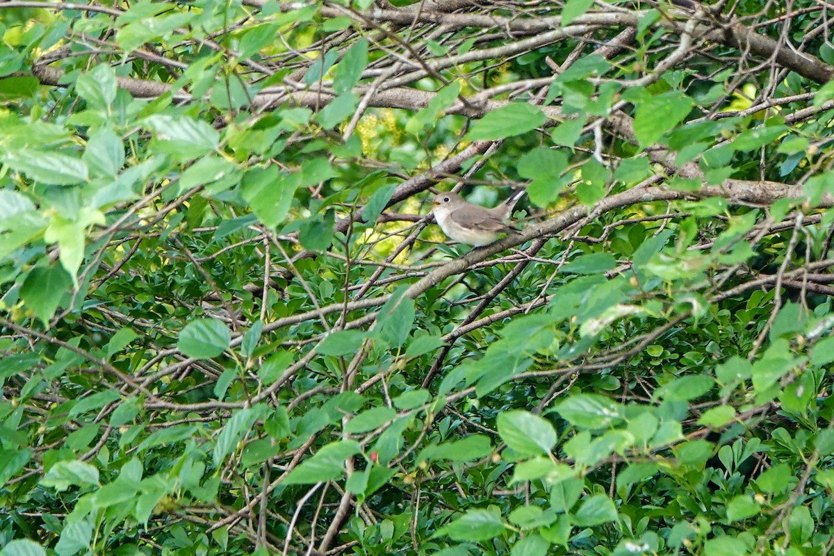 Gobemouche nain - ML646960986