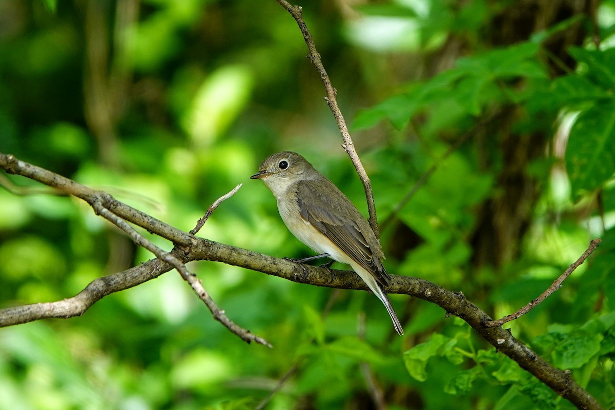 Gobemouche nain - ML646960987