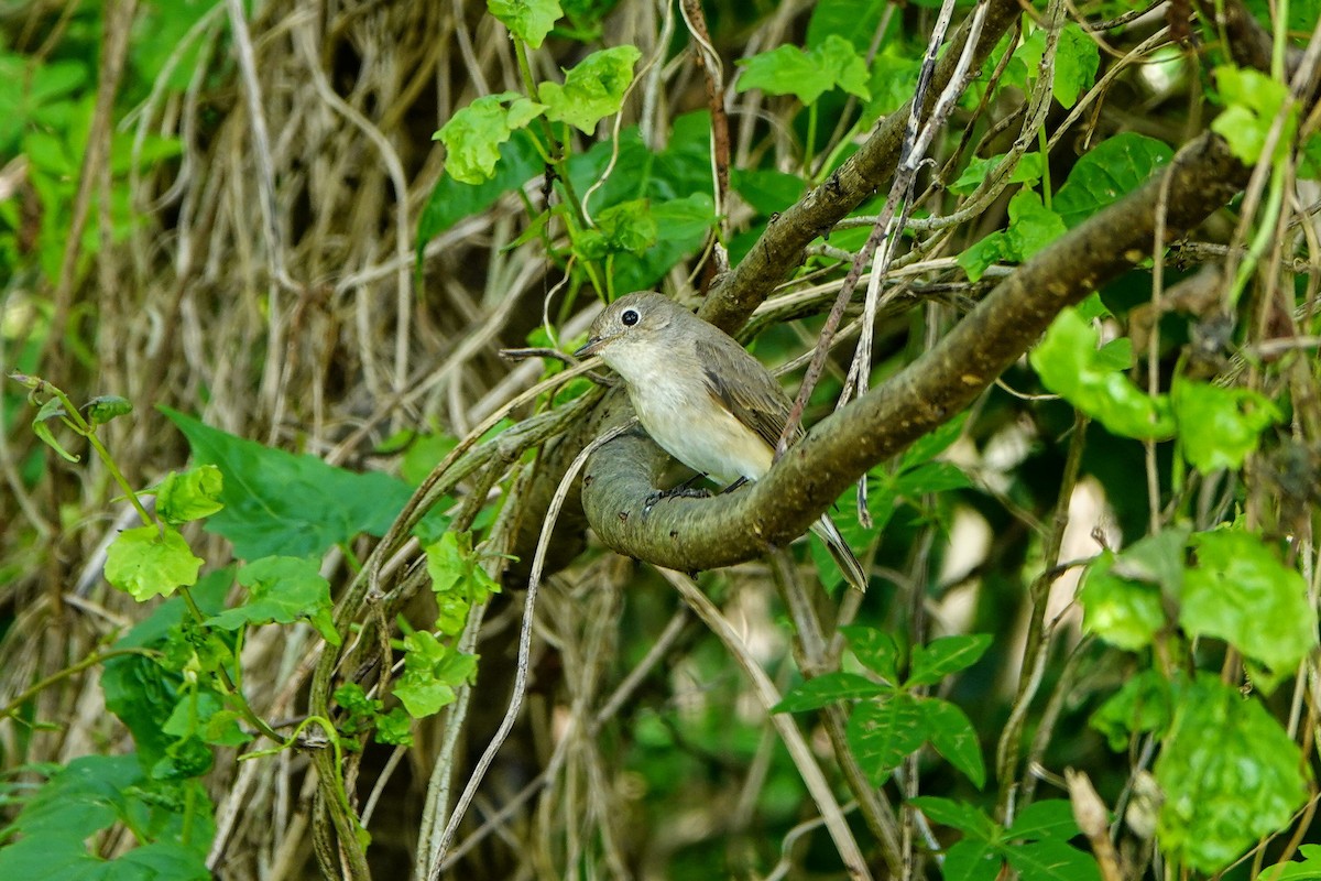 Gobemouche nain - ML646960988