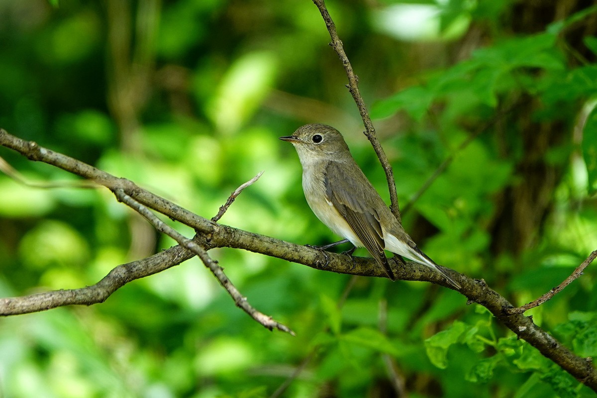 Gobemouche nain - ML646960989