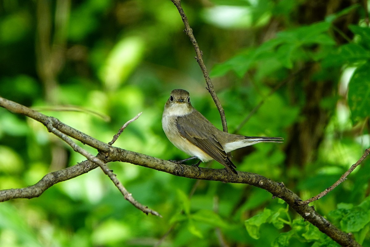Gobemouche nain - ML646960990