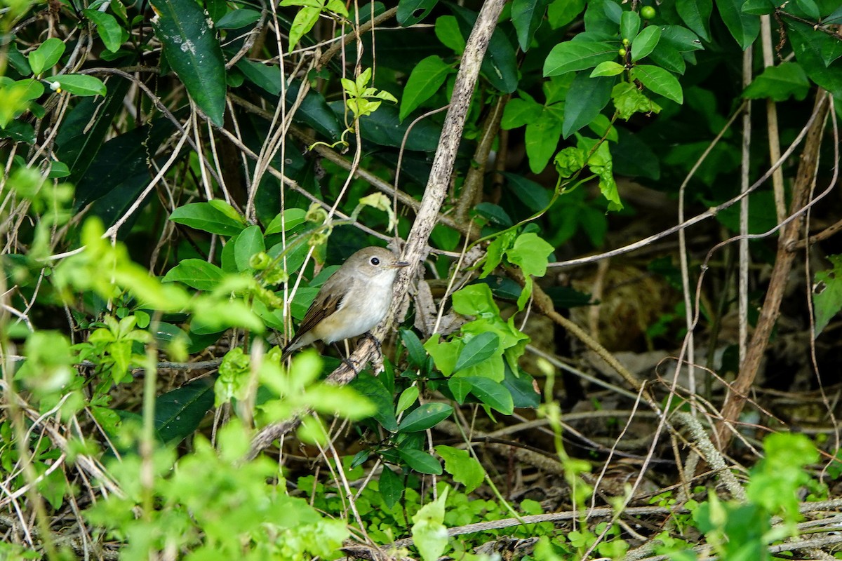 Gobemouche nain - ML646960991