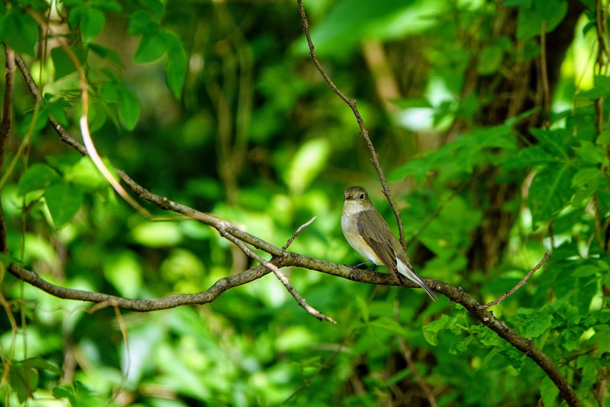 Gobemouche nain - ML646960992