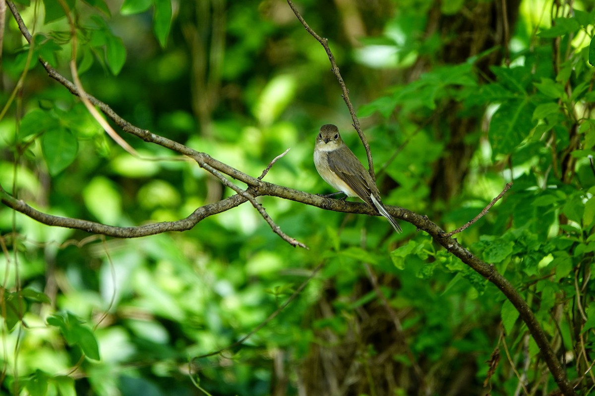 Gobemouche nain - ML646960993