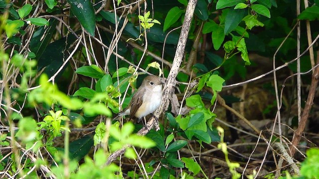 Red-breasted Flycatcher - ML646960994