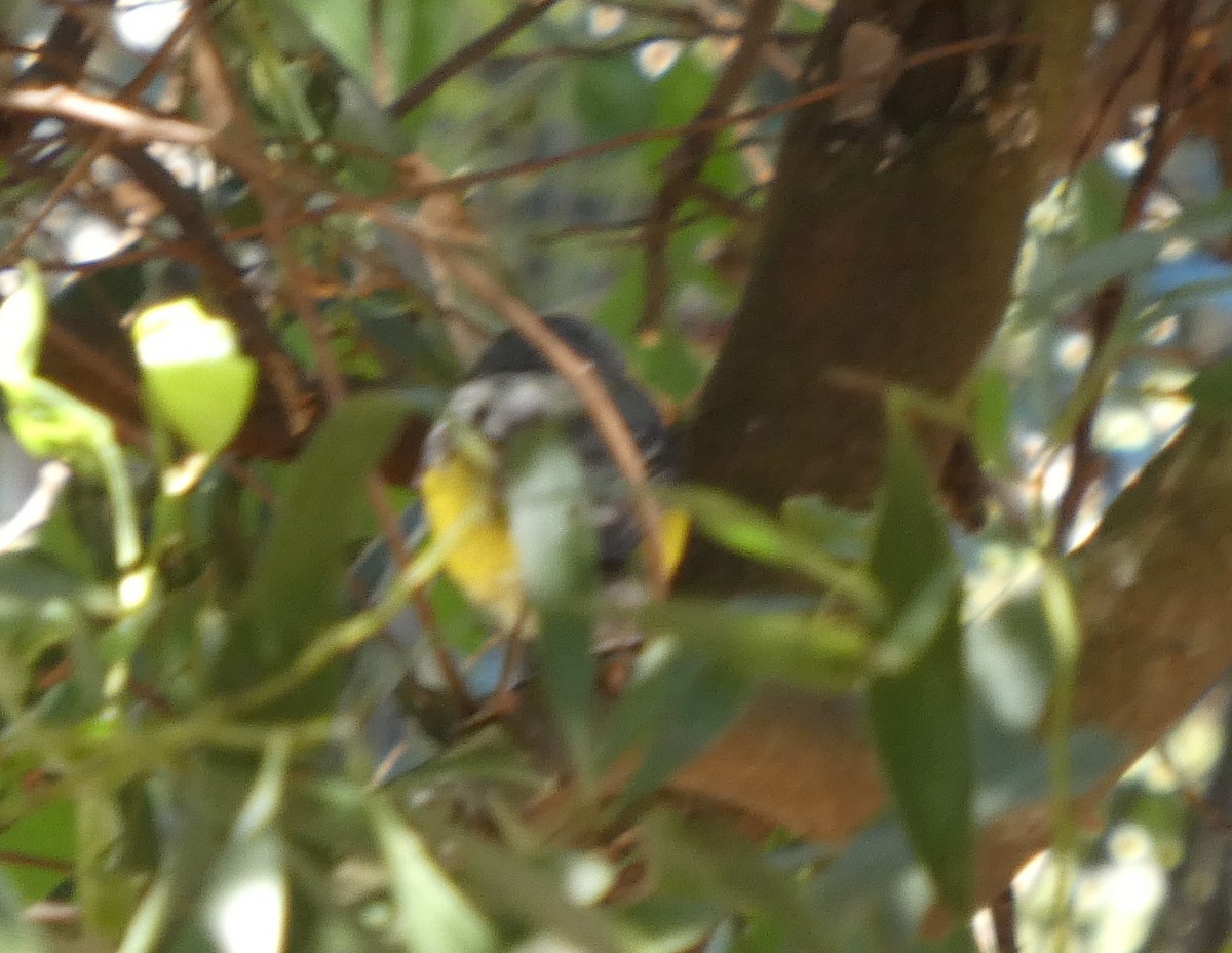 Королець жовтий - ML646960995