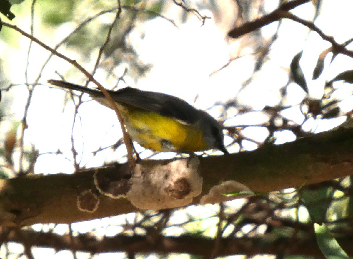 Королець жовтий - ML646960996