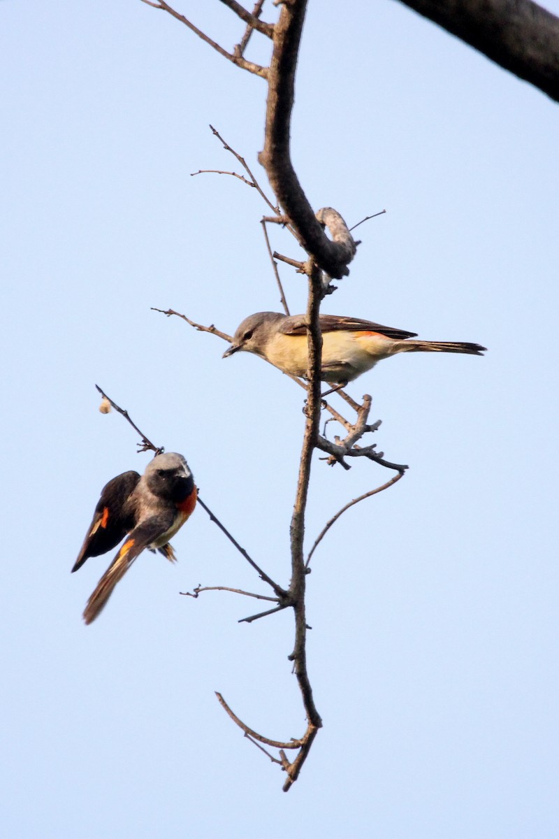 småmønjefugl - ML646960997