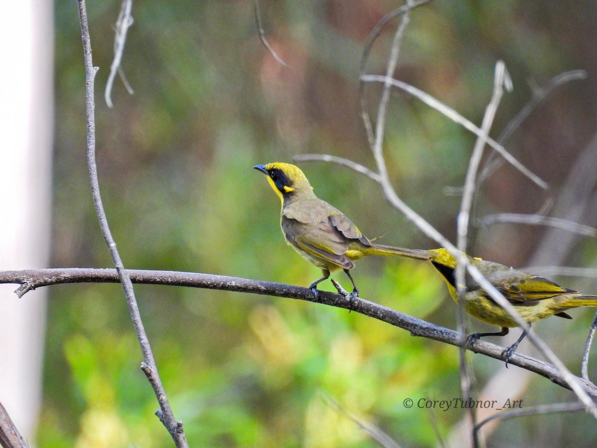 Méliphage cornu - ML646961002