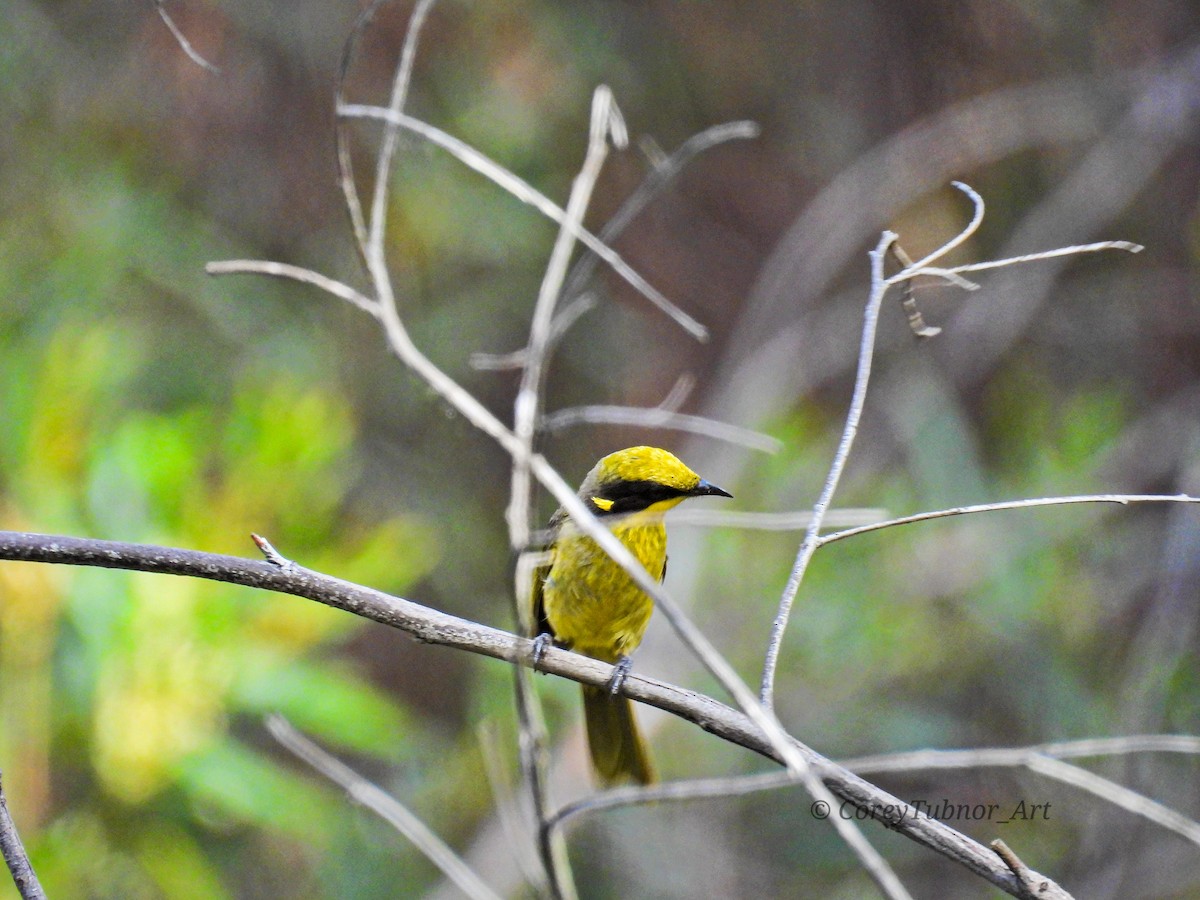 Méliphage cornu - ML646961003