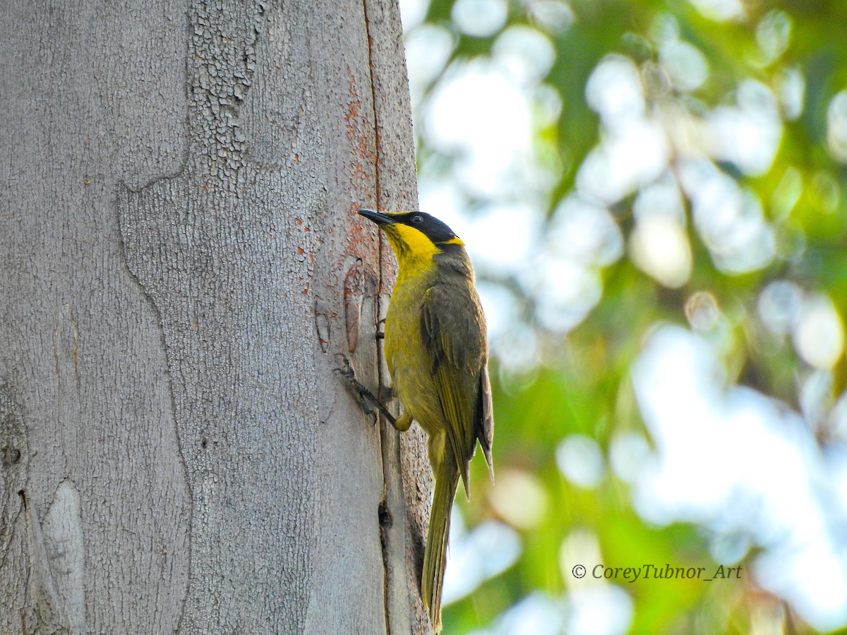 Méliphage cornu - ML646961004