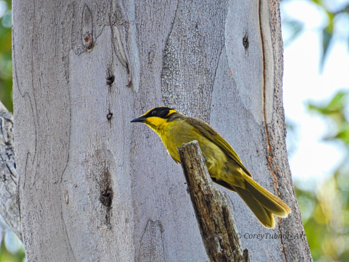 Méliphage cornu - ML646961005