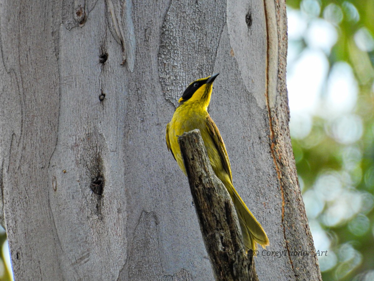 Méliphage cornu - ML646961006