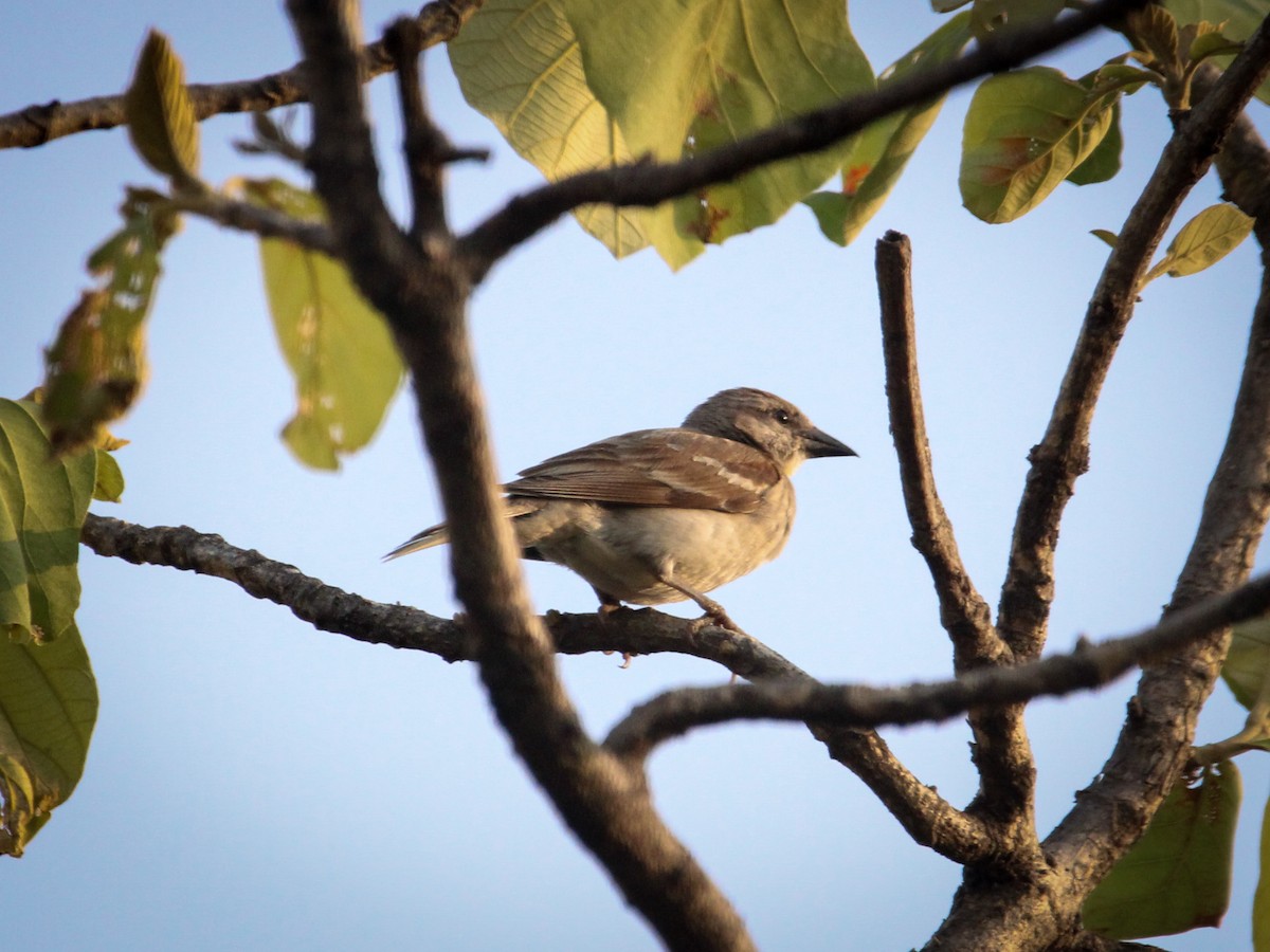 gulstrupesteinspurv - ML646961008