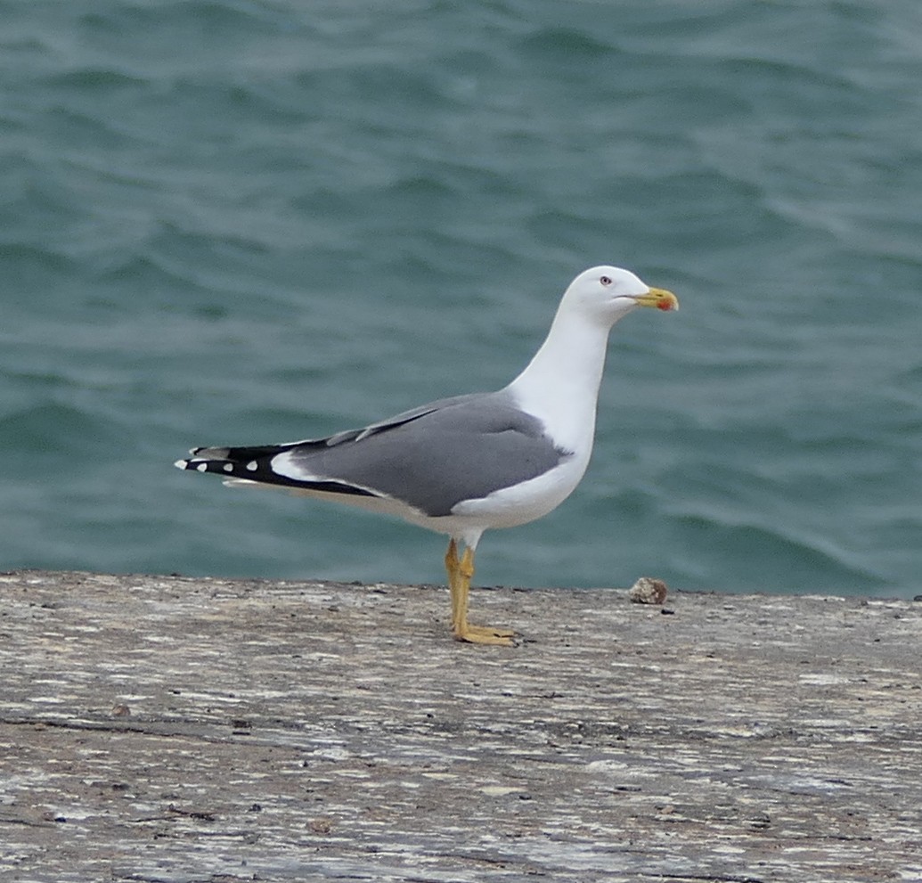 Yellow-legged Gull - ML646961010