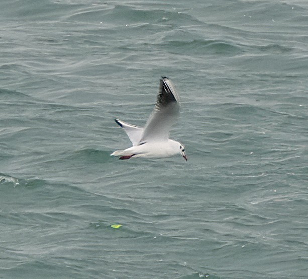 Black-headed Gull - ML646961013