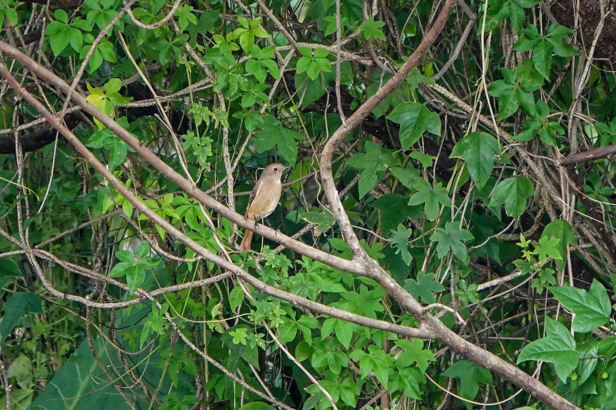 ジョウビタキ - ML646961018