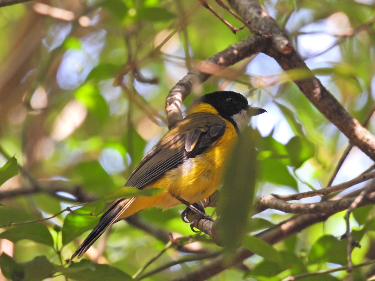 Siffleur doré - ML646961019