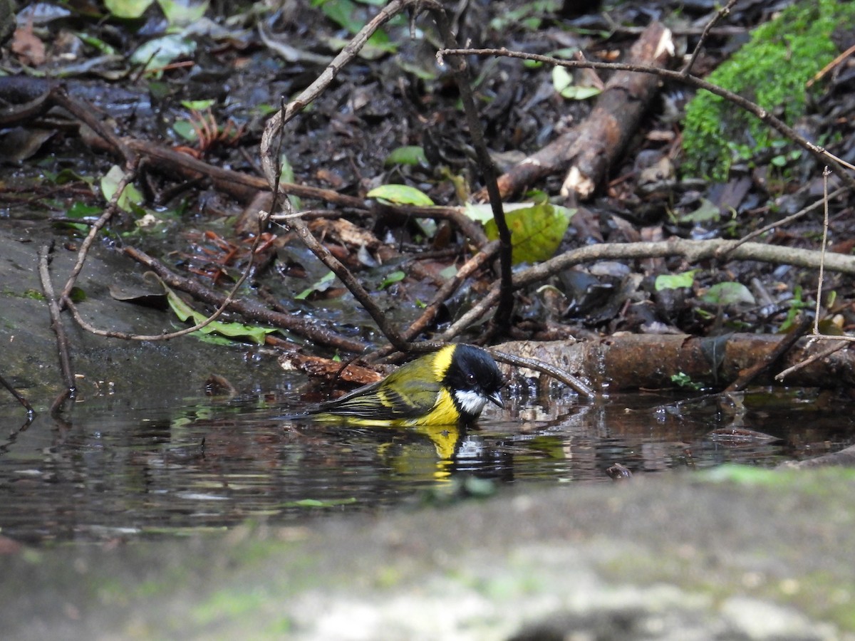 Siffleur doré - ML646961020