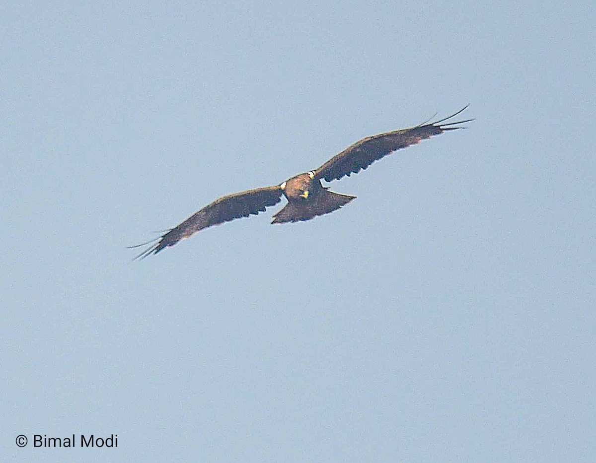 Küçük Kartal - ML646961023