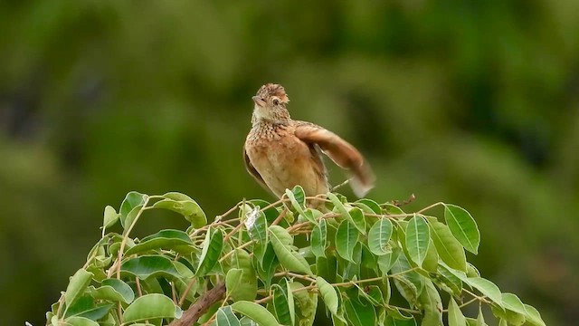 Rufous-naped Lark - ML646961024