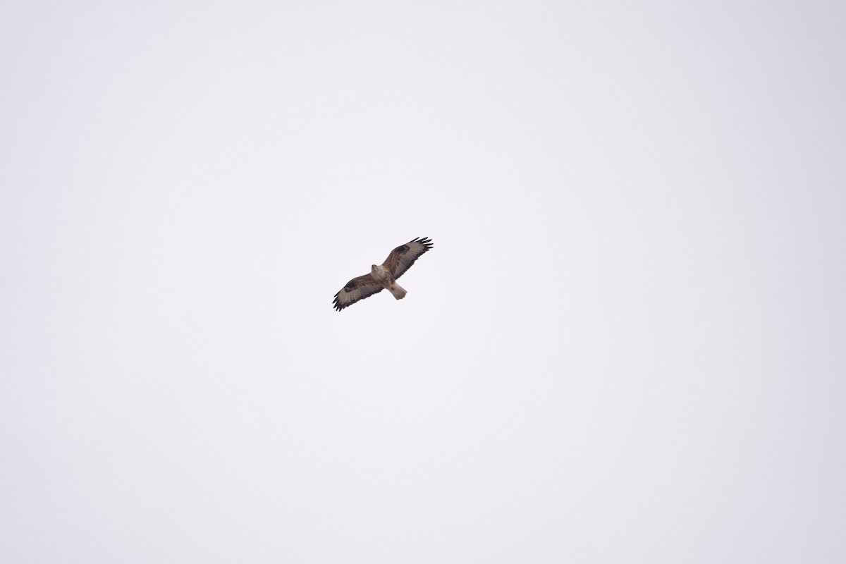 Long-legged Buzzard - ML646961026