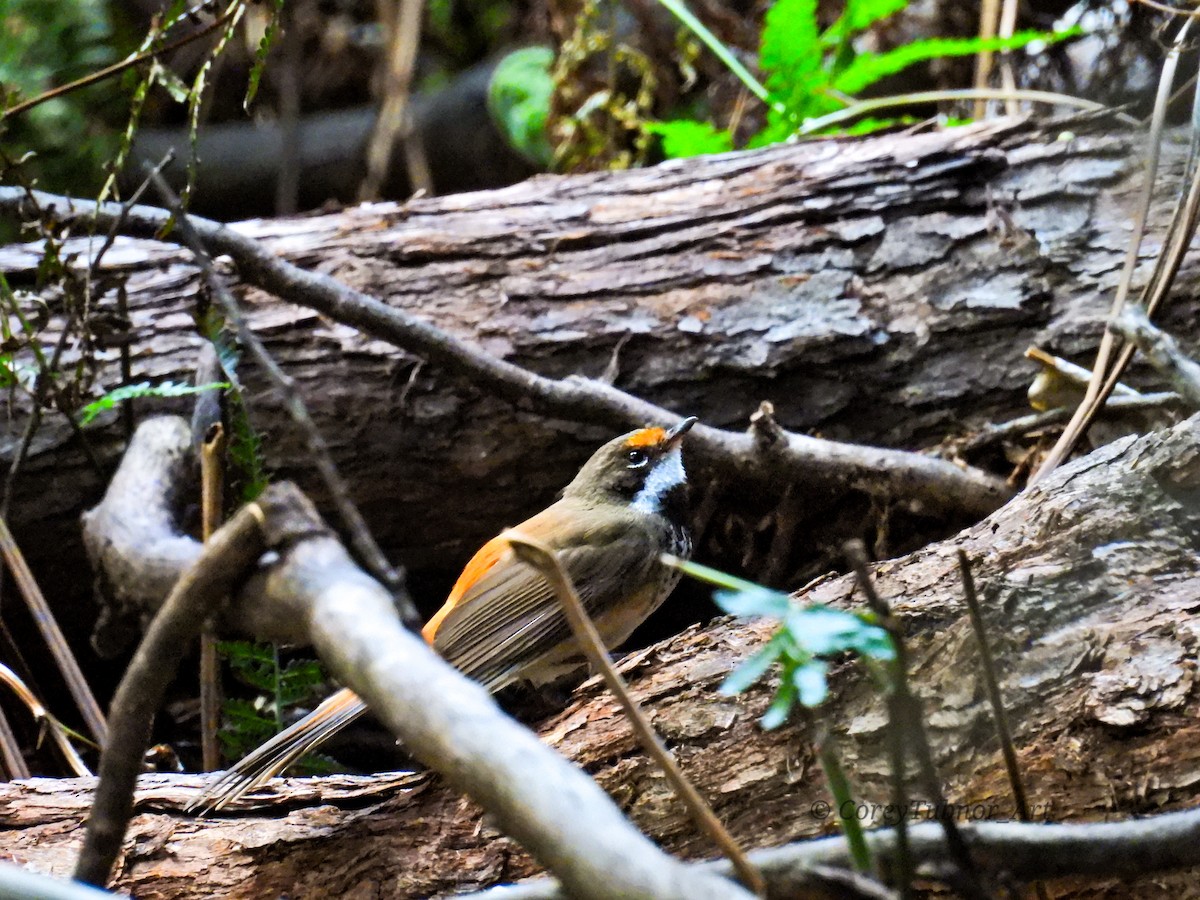 Rhipidure roux - ML646961027