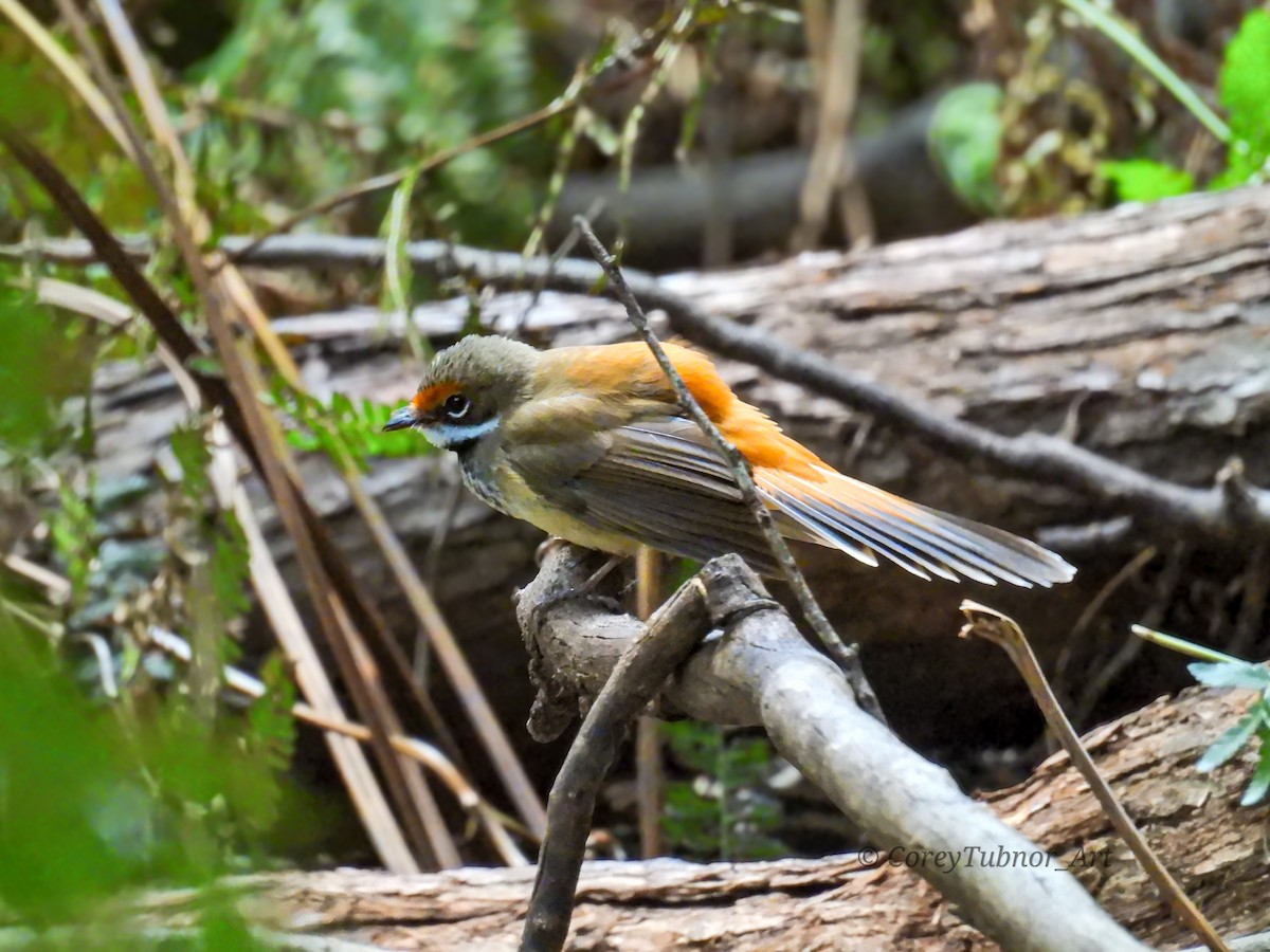 Rhipidure roux - ML646961028