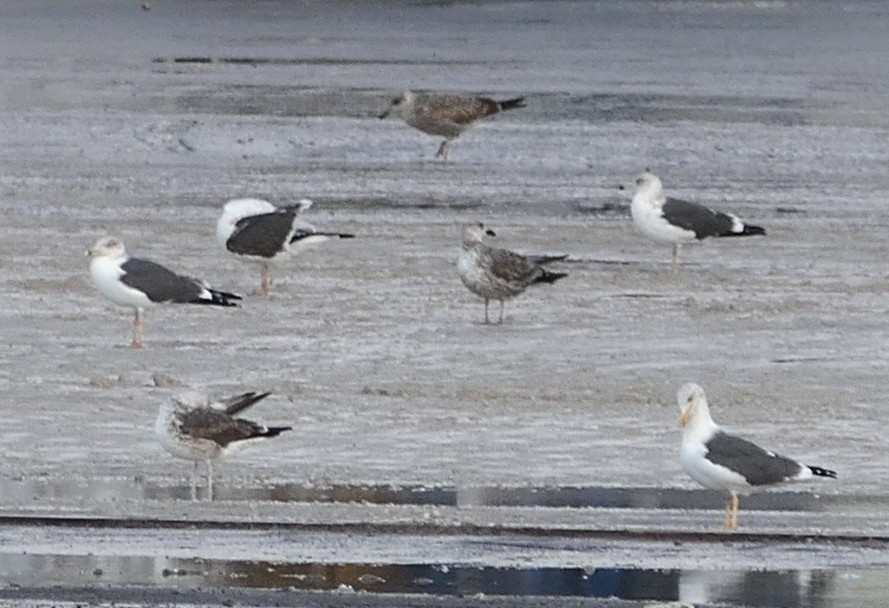 Zafferano (graellsii) - ML646961042