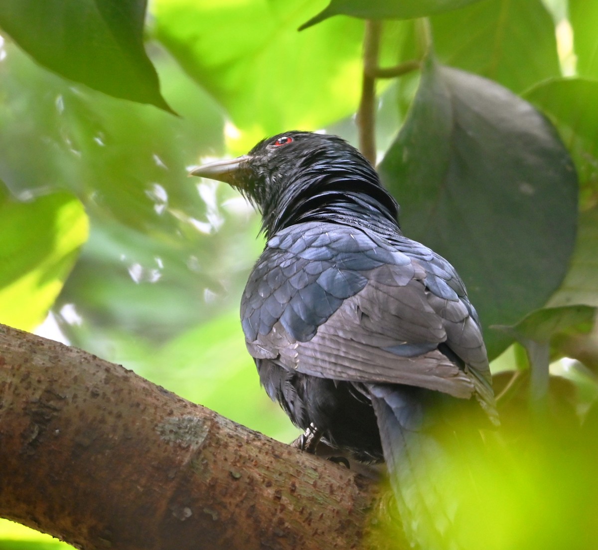 kukačka koel - ML646961046