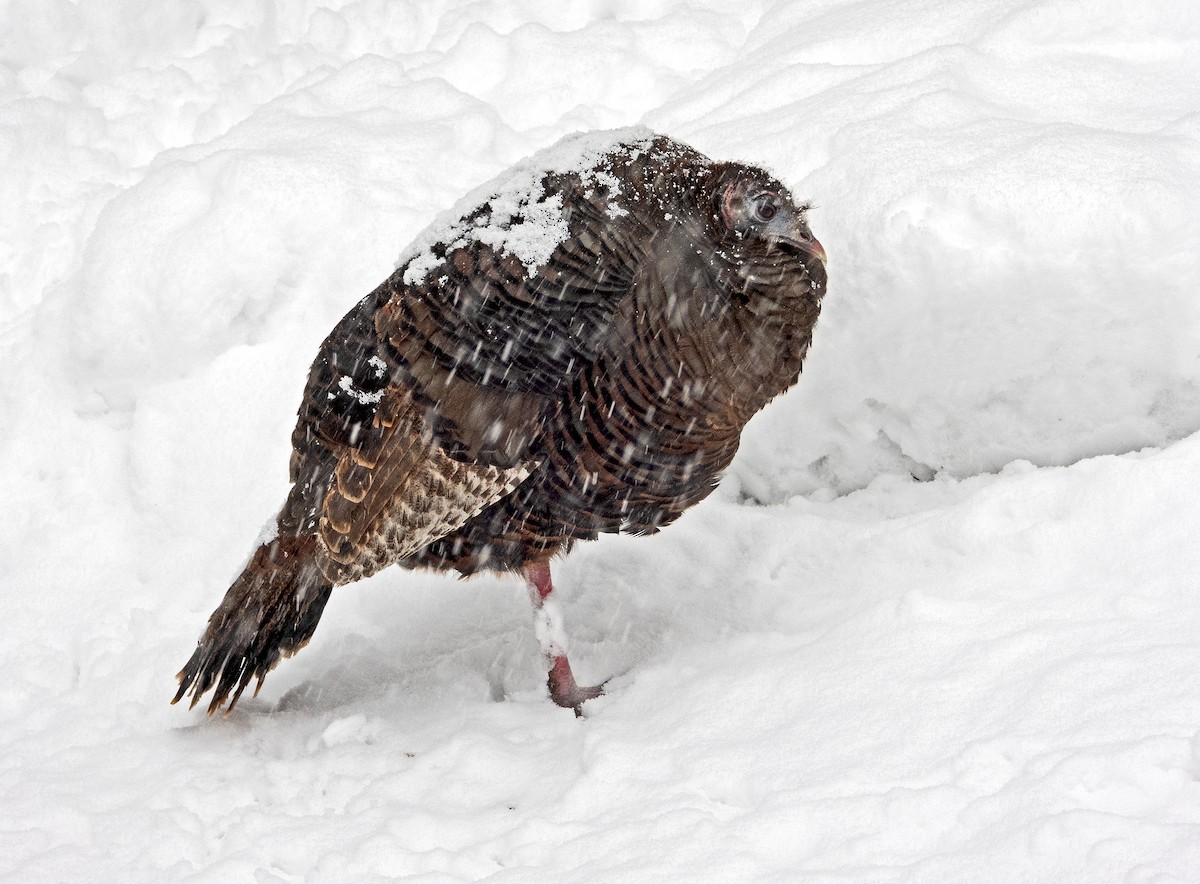 Guajolote Gallipavo - ML646961049