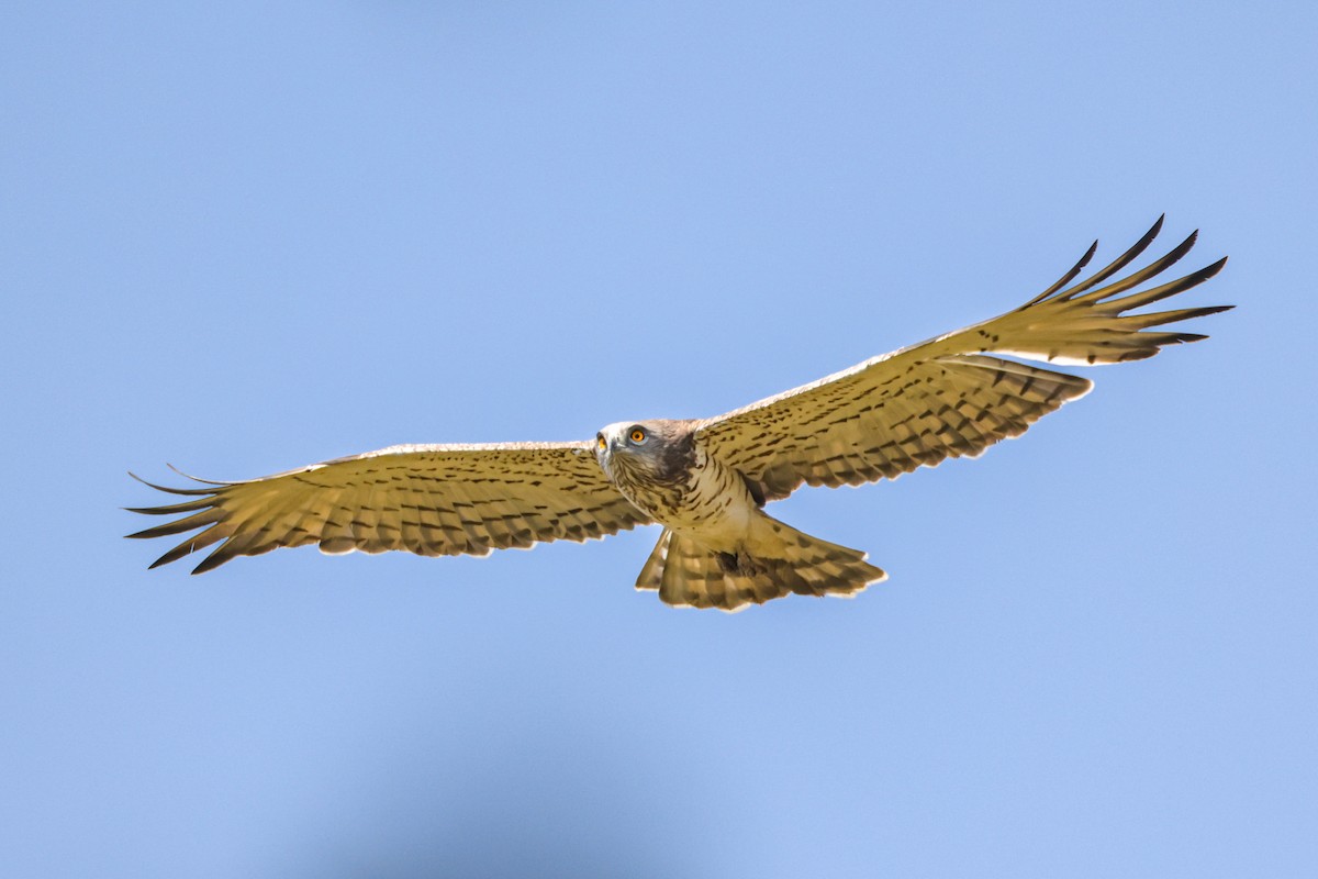 orlík krátkoprstý - ML646961051