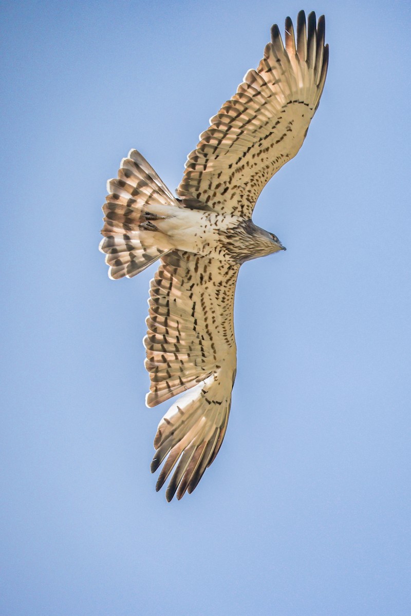 orlík krátkoprstý - ML646961052